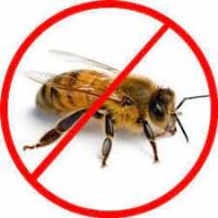 Bees Control Logan image 1